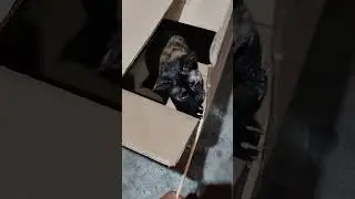 knock knock,who's there?