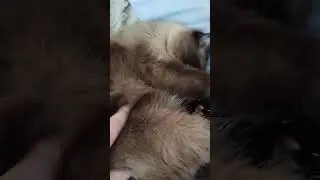 Самый чуткий кот на свете. #кот