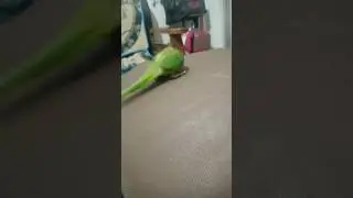 one Love parrot video #parrot #birds #cute #music #love #shortsfeed #shorts