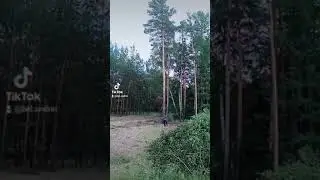 природа лес))
