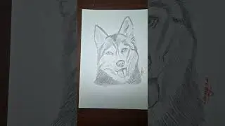 Cute Husky Drawing || Pet Dog Drawing #shorts