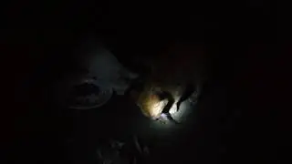 Брошенные кошки