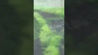 Зайцы загорают.