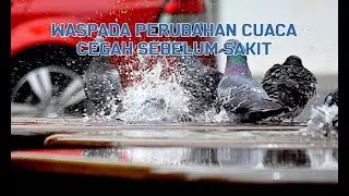 Perawatan Merpati Musim Pancaroba (Hujan-Panas)
