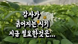 감자꽃이 피고나면 해야 할일은???