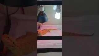 Бородатая Агама . Самка машет лапкой и что это обозначает . Жесты Бородатых Агам .