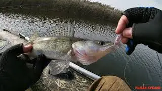 судак на реке Кирпили.Nautilus Shikari SKS762ML 228см 4-18гр.
