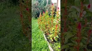 Цветы цветут, яблоки зреют, а на дворе уже СЕНТЯБРЬ?! 🤯🌺🍎
