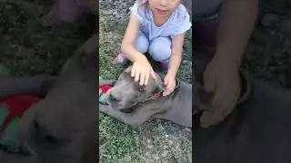 бойцовский пёс и дети