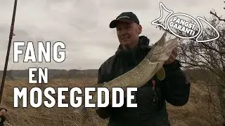 MOSEGEDDER // FANGSTGARANTI