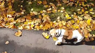 Осень французского бульдога Варвары / Autumn of the French bulldog Barbara