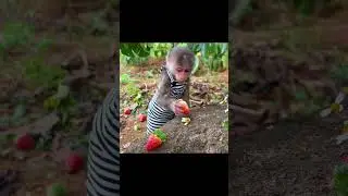 Bibi enjoyed picking fruit and putting it in the car 