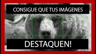 COMPOSICIÓN en el ARTE ANIMAL - REGLA DE LOS TERCIOS