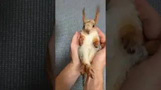 Царь лесных Белок😎 