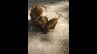 poor baby monkey got beaten by his mother 
