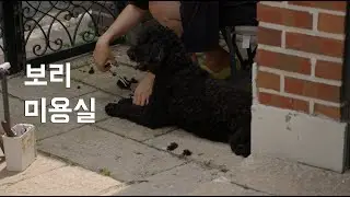 보리 미용실 - Bori beautysalon