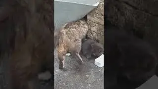 Марусины котята ч.3