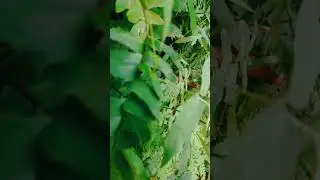 Cinematic Nature | Cinematic Alam