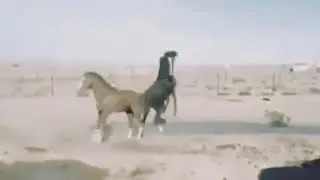 Лошадиные бои без правил