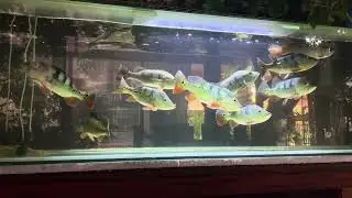 Predator fish tank | Peacock Bass and Arowana