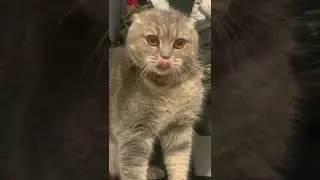 кот хочет что-то сказать