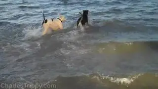 Cute Puppy At The Beach
