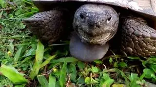 FACE to FACE with a Florida TURTLE   #1