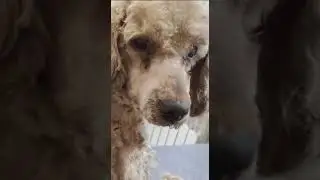 Этого пуделя нашли люди и привезли к моей тёте.