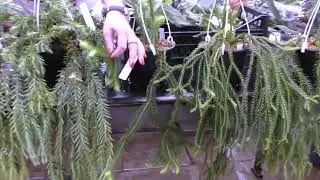 Хуперзия. Новое поступление.