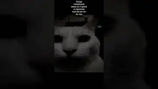 в эти моменты очень страшно😰 #коты #мемы #memes #страх