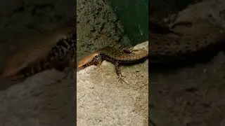 Common skink shorts | Hikanala shorts | skink shorts video