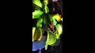 venusfliegenfalle wespe wasp 4k
