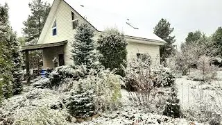 Сад Девятой реальности🌲Выпал первый снег🌲Дуб черешчатый🌲Как зимуют хосты и другие растения🌲