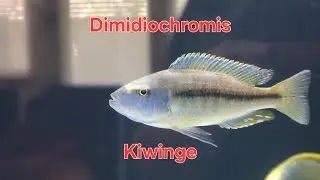 Dimidiochromis Kiwinge (Kiwinge African Cichlid)
