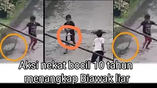 viral tiktok. Aksi bocil 10 tahun menangkap biawak liar