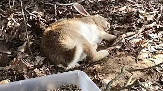 A rabbit fell down in front of me.