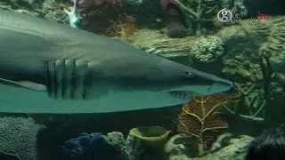 Дотянуться до морской звезды