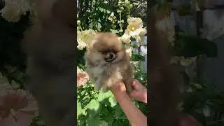 Малыш мини #puppy #любовь #счастье #animals #дите