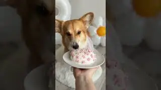 🥳 Happy birthday, Maggie! 🎉 #dog #animal #animals #shorts