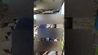 The little sheep tried to trick the shepherd 😱