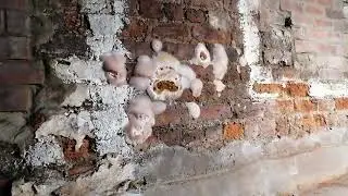 Dry rot.
