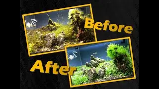 How to get rid of algae easily