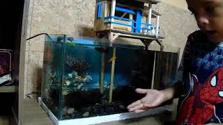 Diego Paolo y sus peces Mollys