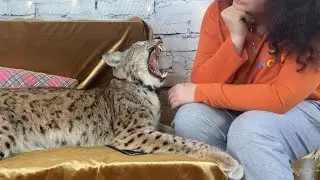 Рысь на приёме у психотерапевта😸