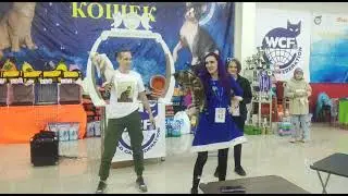 бенгальские котята на продаже