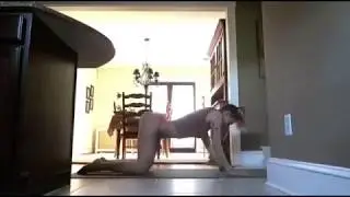 Dance Yoga Girl Warm Up & Stretching   Stella