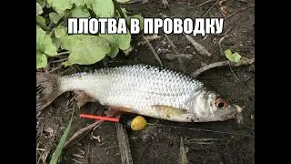 Плотва весной на поплавок 2021. Ловля плотвы в мае на махалку