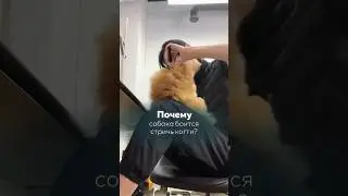 Собака боится стричь когти 