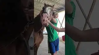 Карат моется перед праздником