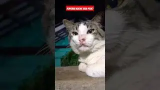 KUCING SAKIT PILEK apa obatnya #cat #pet #funny #video #viral #shorts #fyp #animal #viralshorts